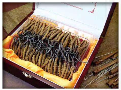 元宝山冬虫夏草回收